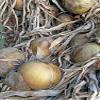 ‘Globo’ Vegetable Onion (Allium cepa), 100 Seeds view 2