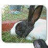 Lovely Rabbit Gaming Mouse Pad view 1