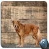 Gaming Mouse Pad with Cute Golden Retriever Puppy view 1