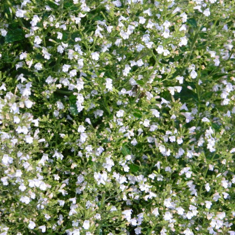 6 x Lesser Calamint 'White Cloud' - Calamintha nepeta 'White Cloud', 9 x 9 cm Pot