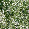 6 x Lesser Calamint 'White Cloud' - Calamintha nepeta 'White Cloud', 9 x 9 cm Pot view 1