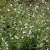 6 x Lesser Calamint 'White Cloud' - Calamintha nepeta 'White Cloud', 9 x 9 cm Pot view 2