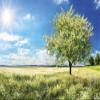 Fleece Photo Wallpaper TREE IN MEADOW 375 x 250 cm | Paste Included view 4