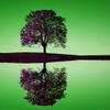 Feeby Nature Canvas Wall Art 60 x 40 cm – Green Tree and Water view 4