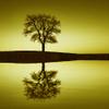 Feeby Tree Canvas Print 90 x 60 cm - Abstract Yellow Water view 4