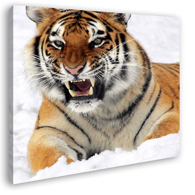 Growling Tiger in Snow, 40 x 40 cm Framed Canvas Print