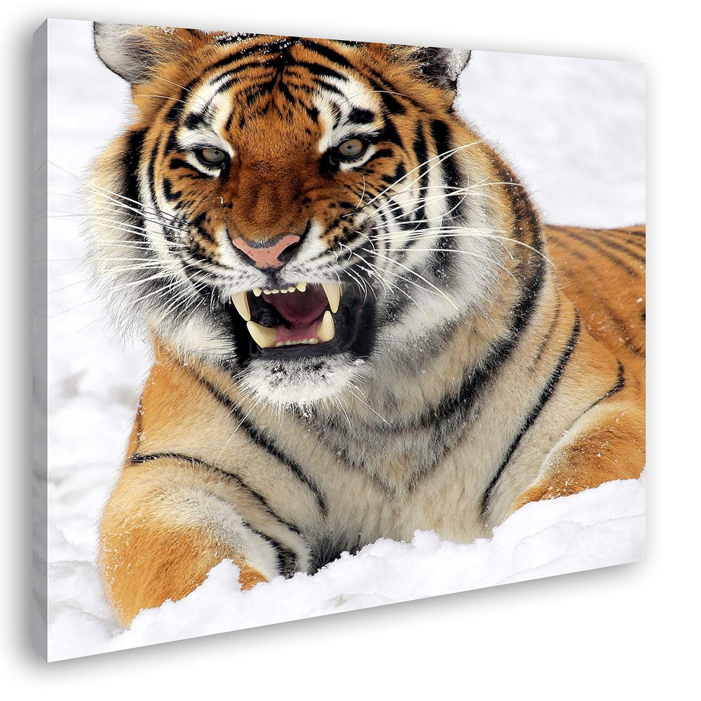 Growling Tiger in Snow, 40 x 40 cm Framed Canvas Print