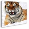 Growling Tiger in Snow, 40 x 40 cm Framed Canvas Print view 1