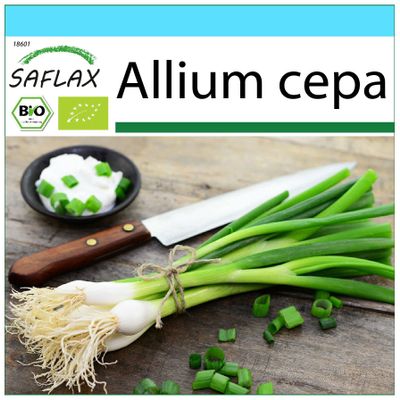 SAFLAX Organic Gift Set – White Lisbon Spring Onion Seeds, 150 Seeds