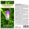 Seedeo Red Powder Puff Tree (Calliandra houstoniana), 20 Seeds view 1