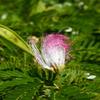 Seedeo Red Powder Puff Tree (Calliandra houstoniana), 20 Seeds view 2