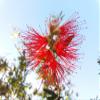 Seedeo Red Powder Puff Tree (Calliandra houstoniana), 20 Seeds view 3