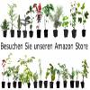 Seedeo Red Powder Puff Tree (Calliandra houstoniana), 20 Seeds view 4