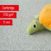 Steffensmeier Cambridge Carpet Flooring | Cut-to-Length Carpet for Living Room, Bedroom & Kids' Room | Gray | 400 x 400 cm view 2
