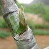 TOOLSTAR Grafting Tape, Stretchable Self-Adhesive Parafilm, for Horticulture and Seedlings (1 Roll, 6 cm x 100 m) view 4
