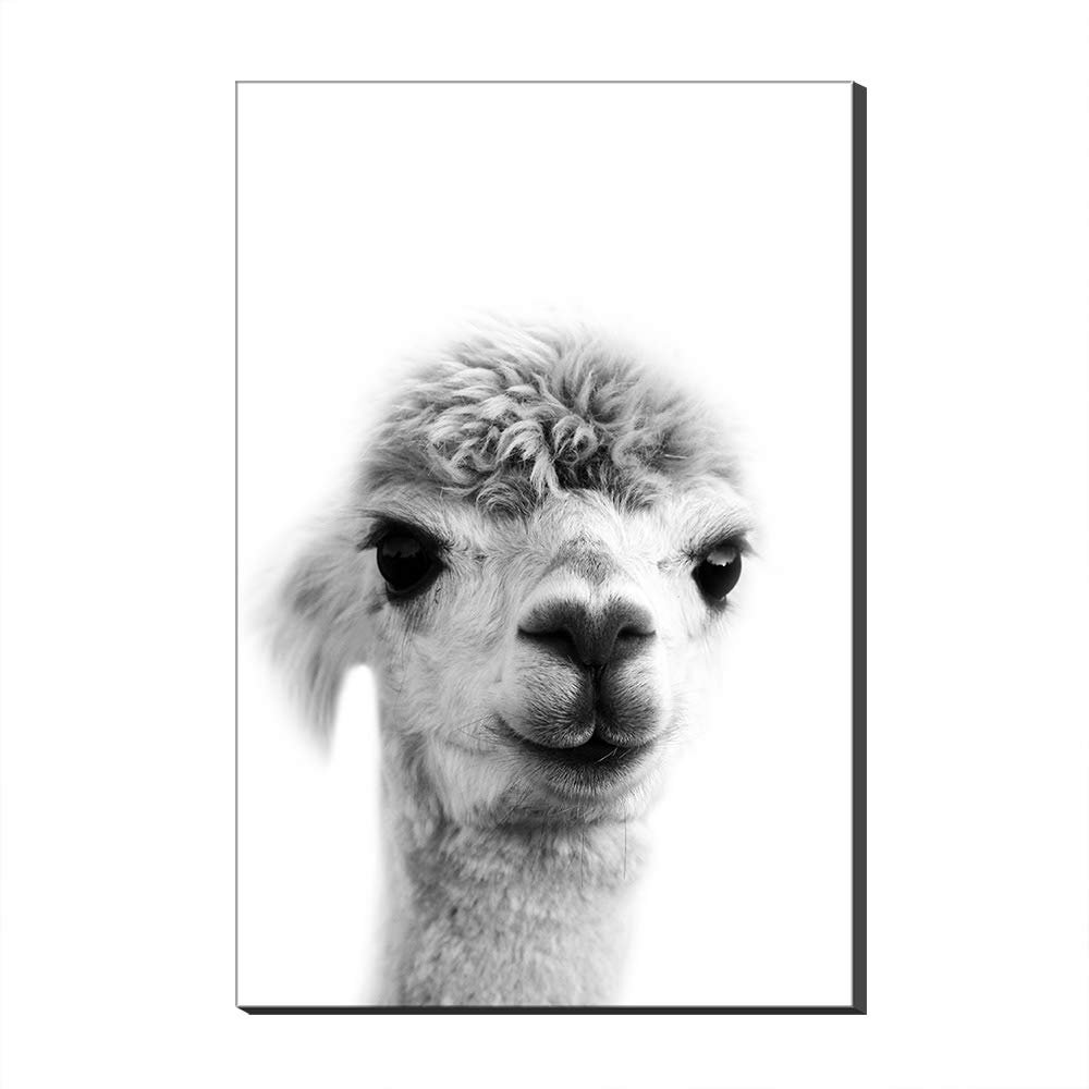 Cute Alpaca Close-Up Canvas Wall Art with Frame, 60 x 90 cm