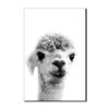 Cute Alpaca Close-Up Canvas Wall Art with Frame, 60 x 90 cm view 1