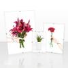 Clippo Deluxe Frameless Picture Frame, 21 x 26 cm, Special-Format Picture Holder with White Background and Clear Acrylic Glass view 1