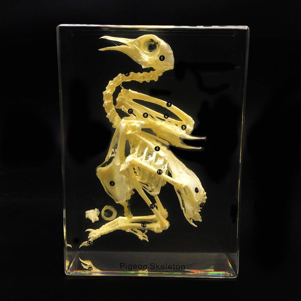 Rainbow_Road Resin Paperweight, Bone Model for Science Education, Classrooms & Taxidermy