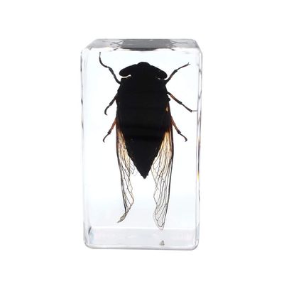 Rainbow_Road Real Black Cicada Specimen Desk Paperweight