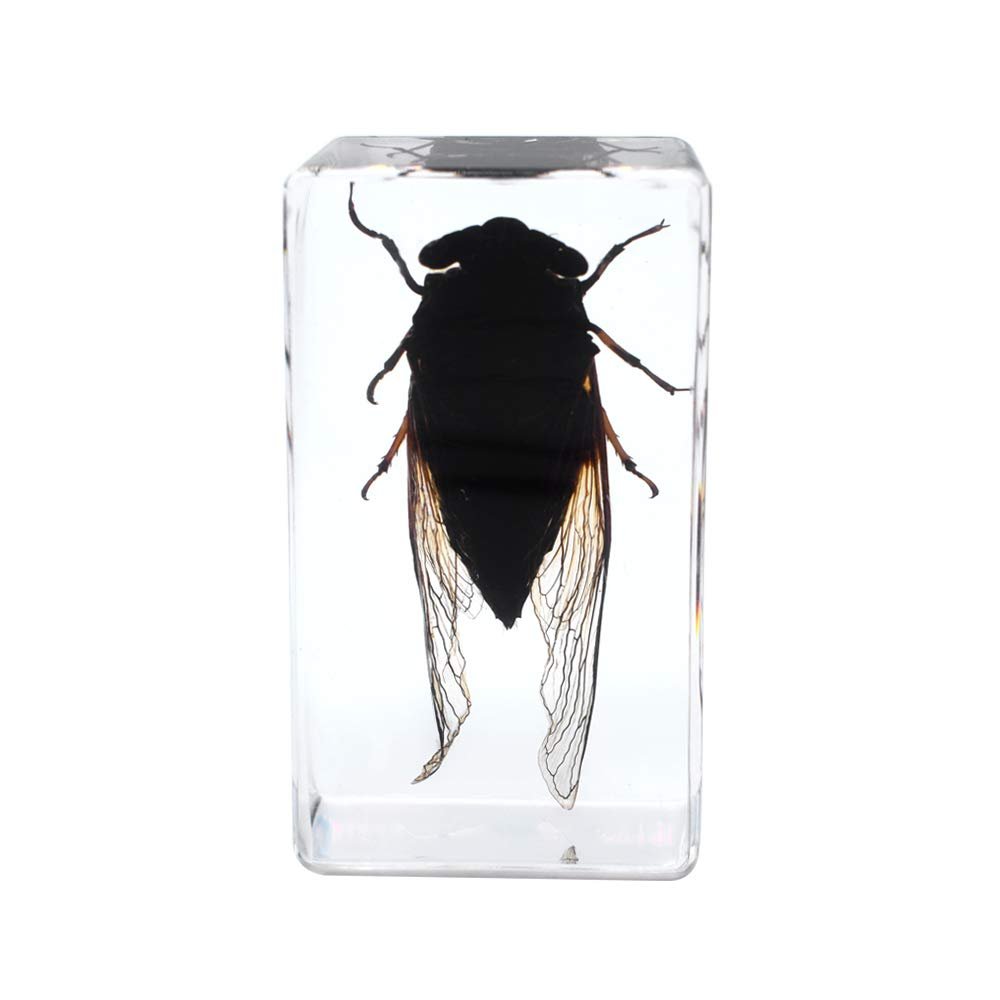 Rainbow_Road Real Black Cicada Specimen Desk Paperweight