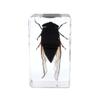 Rainbow_Road Real Black Cicada Specimen Desk Paperweight view 1
