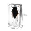 Rainbow_Road Real Black Cicada Specimen Desk Paperweight view 2