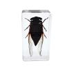Rainbow_Road Real Black Cicada Specimen Desk Paperweight view 4