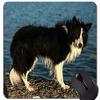 Cute Puppy on the Ground Mouse Pad, Collie Design for Gaming and Office view 1