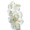 Sytaun Wedding Decoration Set - Artificial Butterfly Orchid view 1