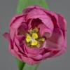 artplants.de Artificial Tulip Romana, Pink, 45 cm, 6 cm view 2