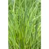 Nelly Chives Seeds view 3
