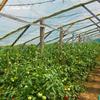 HaGa Reinforced Mesh Film 3 m x 10 m Transparent, Extra-Strong Greenhouse Cover view 4