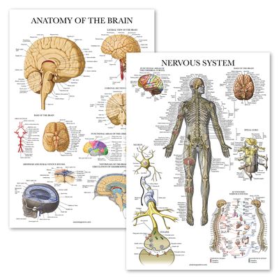 Palace Learning Nervous System & Brain Anatomy Poster, 2-Pack, Laminated, 18 x 24 in