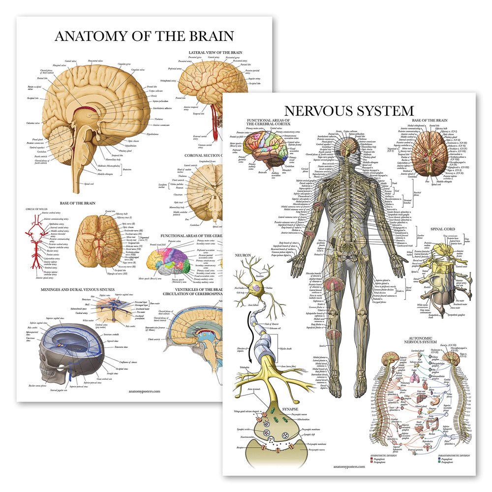 Palace Learning Nervous System & Brain Anatomy Poster, 2-Pack, Laminated, 18 x 24 in