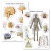 Palace Learning Nervous System & Brain Anatomy Poster, 2-Pack, Laminated, 18 x 24 in view 1