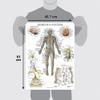 Palace Learning Nervous System & Brain Anatomy Poster, 2-Pack, Laminated, 18 x 24 in view 2