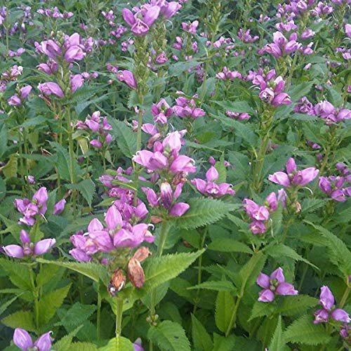 6 x Chelone obliqua (Pink Turtlehead), 9 x 9 cm Pot