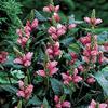 6 x Chelone obliqua (Pink Turtlehead), 9 x 9 cm Pot view 2