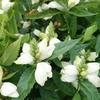 6 x Chelone obliqua (Pink Turtlehead), 9 x 9 cm Pot view 3