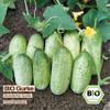Samenliebe Organic Russian Cucumber Seeds – Hardy, Small, Open-Pollinated view 4