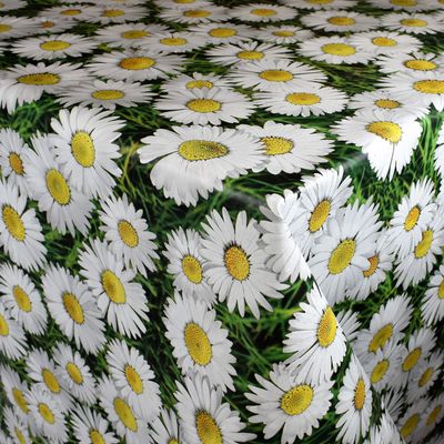 KEVKUS Oilcloth Tablecloth by the Meter C140702 Daisies on a Meadow, Selectable Rectangular, Round, or Oval (Edge: Trim [Crocheted Border], 140 x 200 cm Rectangular)