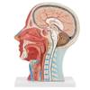 Life-Size Anatomical Human Head Model view 1