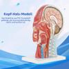 Life-Size Anatomical Human Head Model view 2