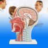 Life-Size Anatomical Human Head Model view 3