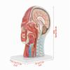 Life-Size Anatomical Human Head Model view 4