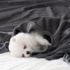 BEAUTEX Fleece Throw Blanket for Couch, Sofa, or Bed, Soft Plush Flannel Blanket, Graphite, 127 x 152.4 cm view 2