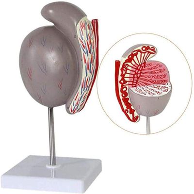 LBYLYH 3.5× Enlarged Testicle Structure Model