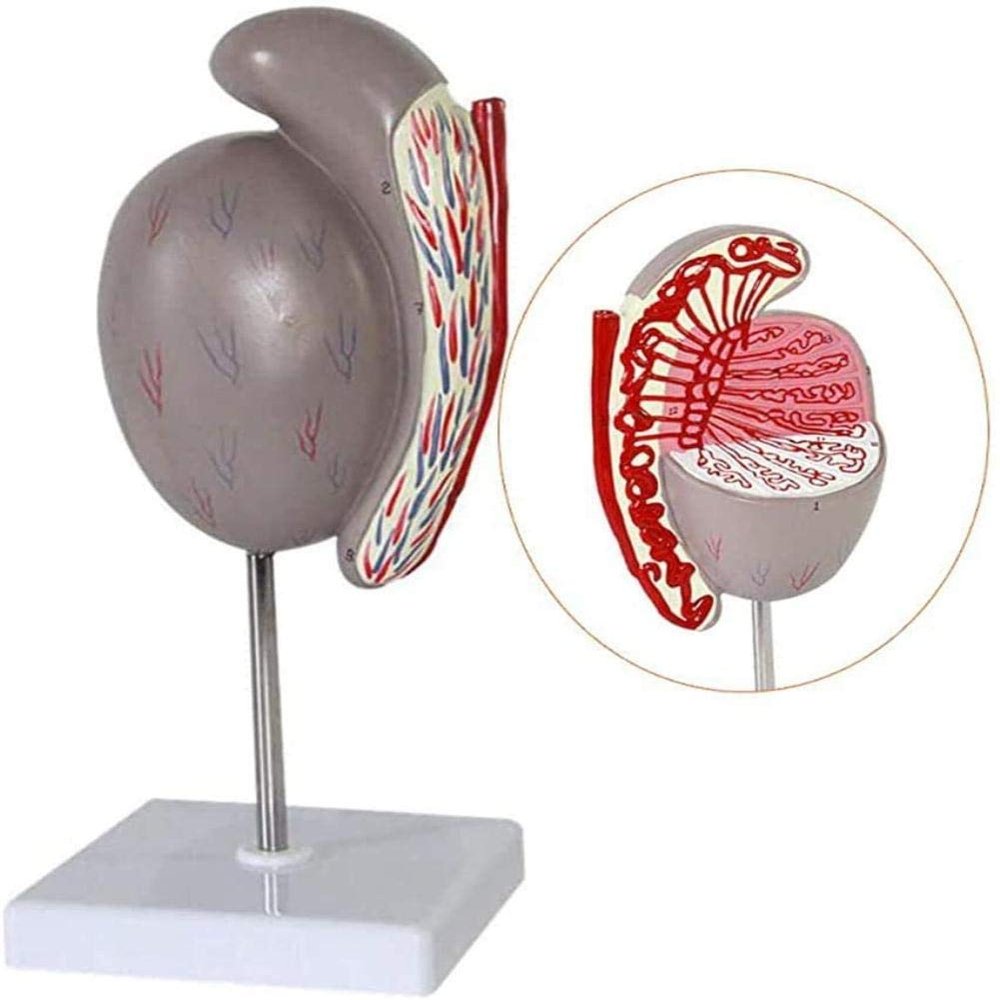 LBYLYH 3.5× Enlarged Testicle Structure Model