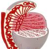 LBYLYH 3.5× Enlarged Testicle Structure Model view 2